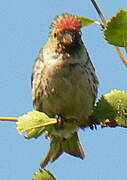 Common Redpoll