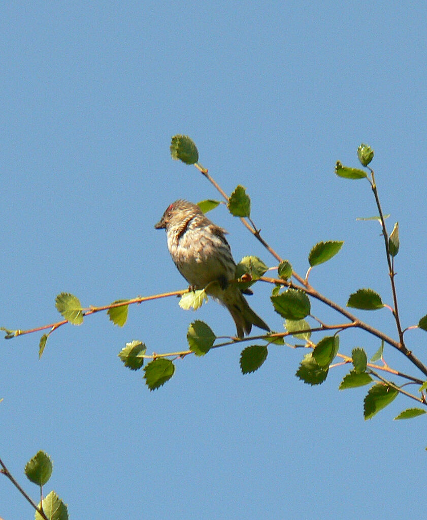 Common Redpoll female adult breeding