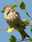 Common Redpoll