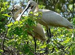 Eurasian Spoonbill