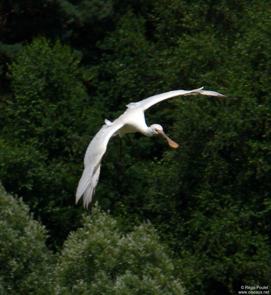 Eurasian Spoonbilladult, Flight