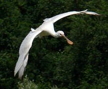 Eurasian Spoonbill