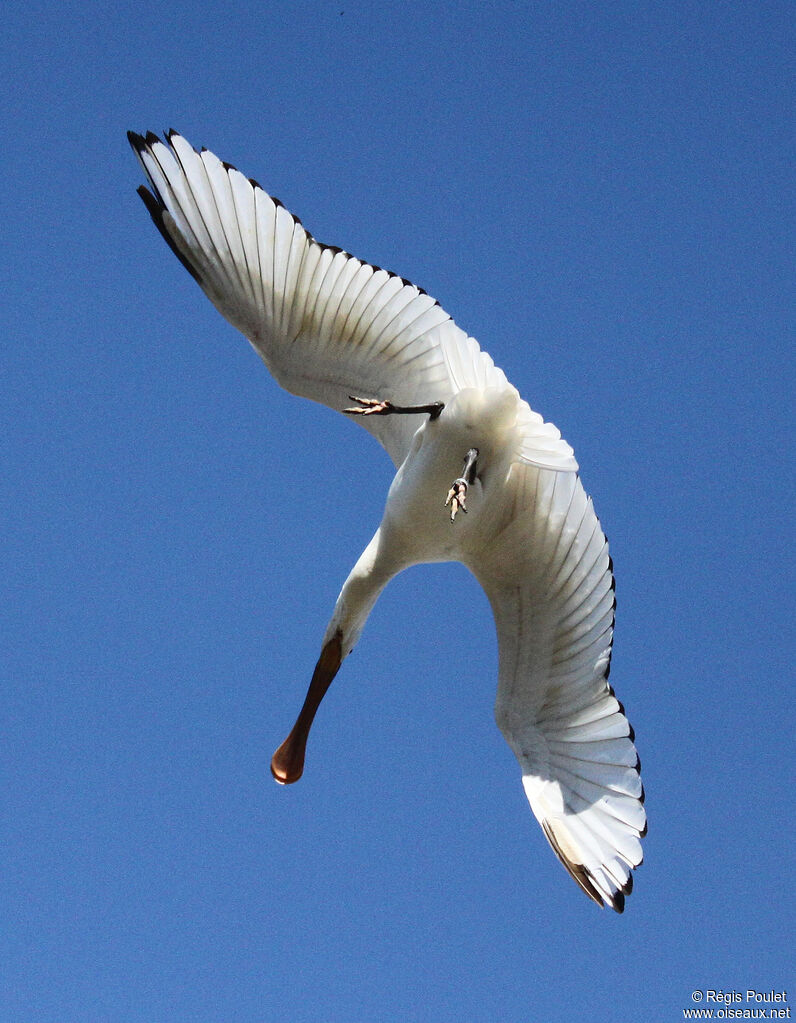 Eurasian Spoonbill, Flight