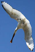 Eurasian Spoonbill