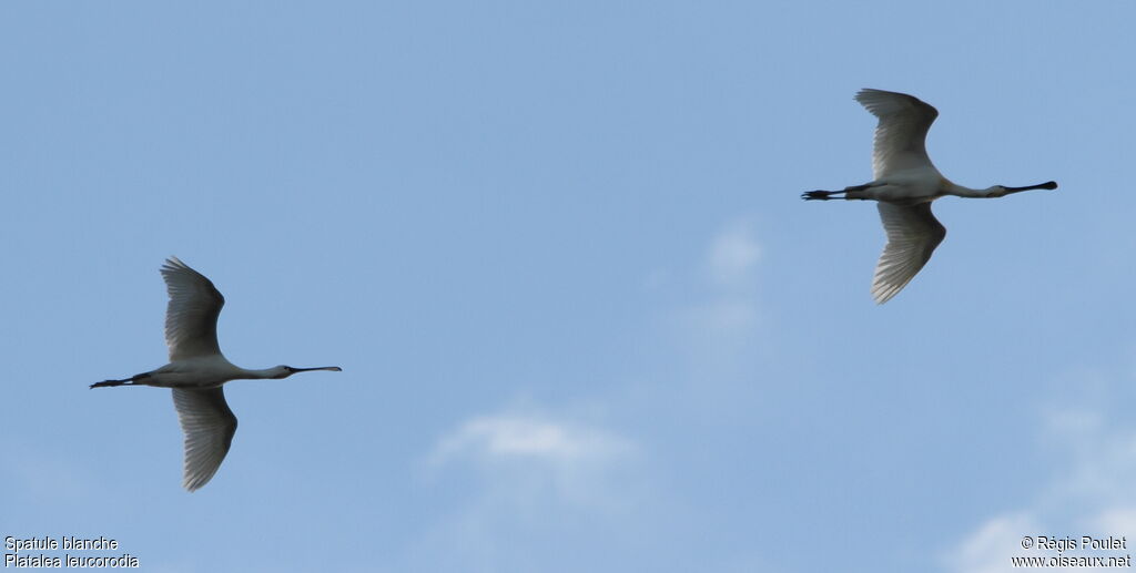 Eurasian Spoonbill, Flight