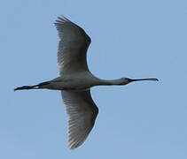 Eurasian Spoonbill