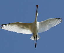 Eurasian Spoonbill