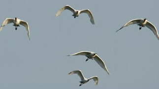 Eurasian Spoonbill