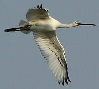 Eurasian Spoonbill