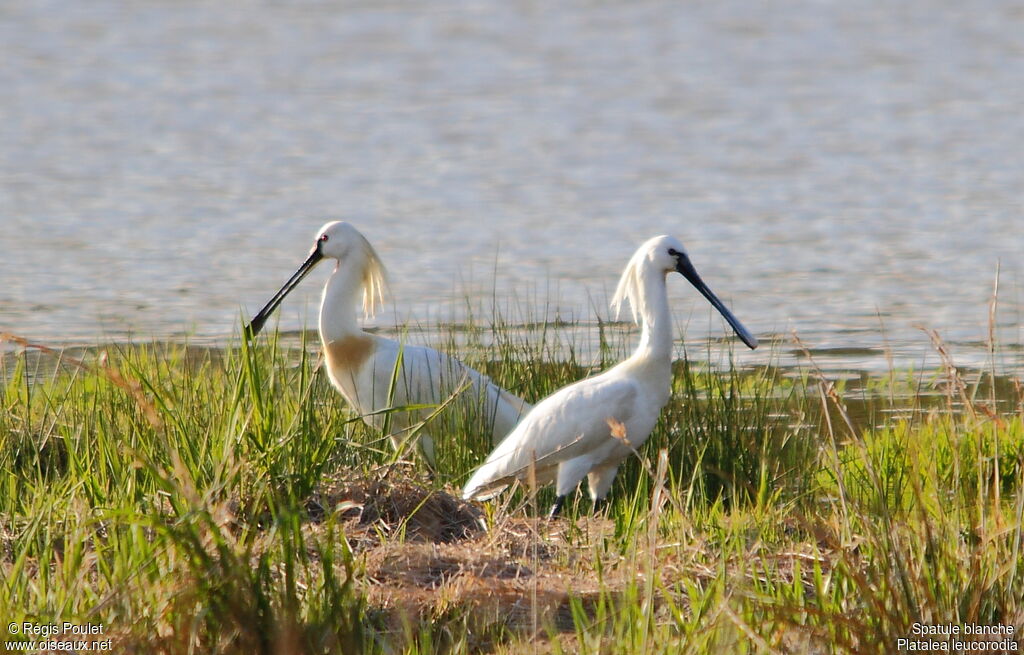 Eurasian Spoonbill adult breeding