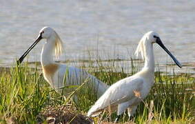 Eurasian Spoonbill