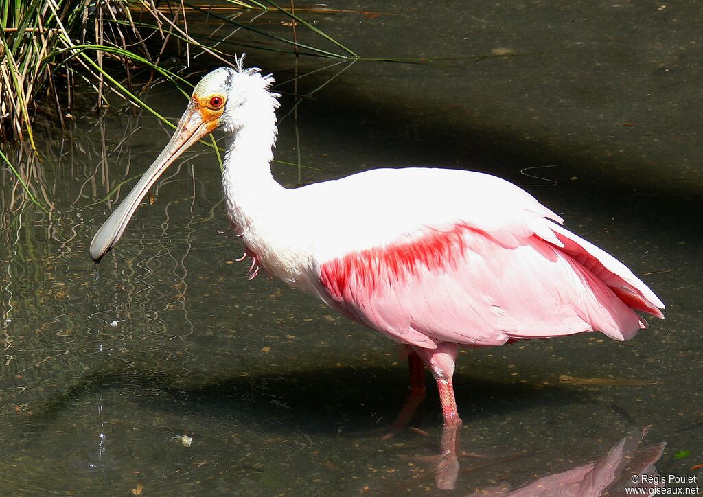 Roseate Spoonbilladult