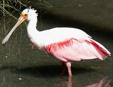 Roseate Spoonbill