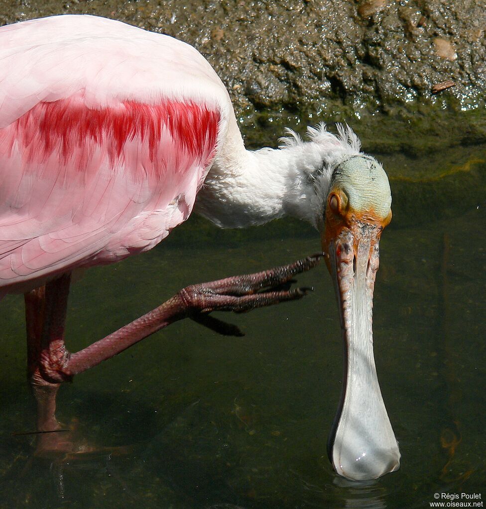 Roseate Spoonbilladult