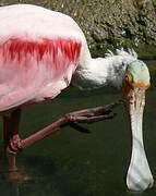 Roseate Spoonbill