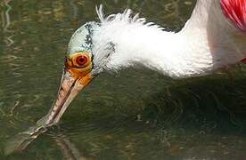 Roseate Spoonbill