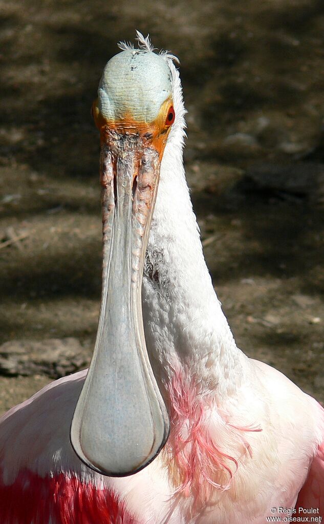 Roseate Spoonbill