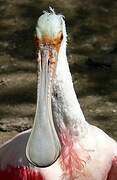 Roseate Spoonbill