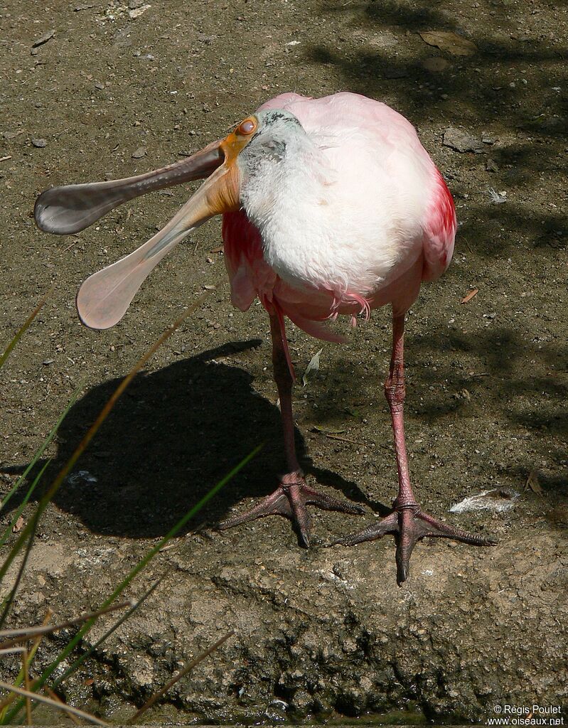 Roseate Spoonbill