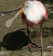 Roseate Spoonbill