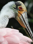 Roseate Spoonbill