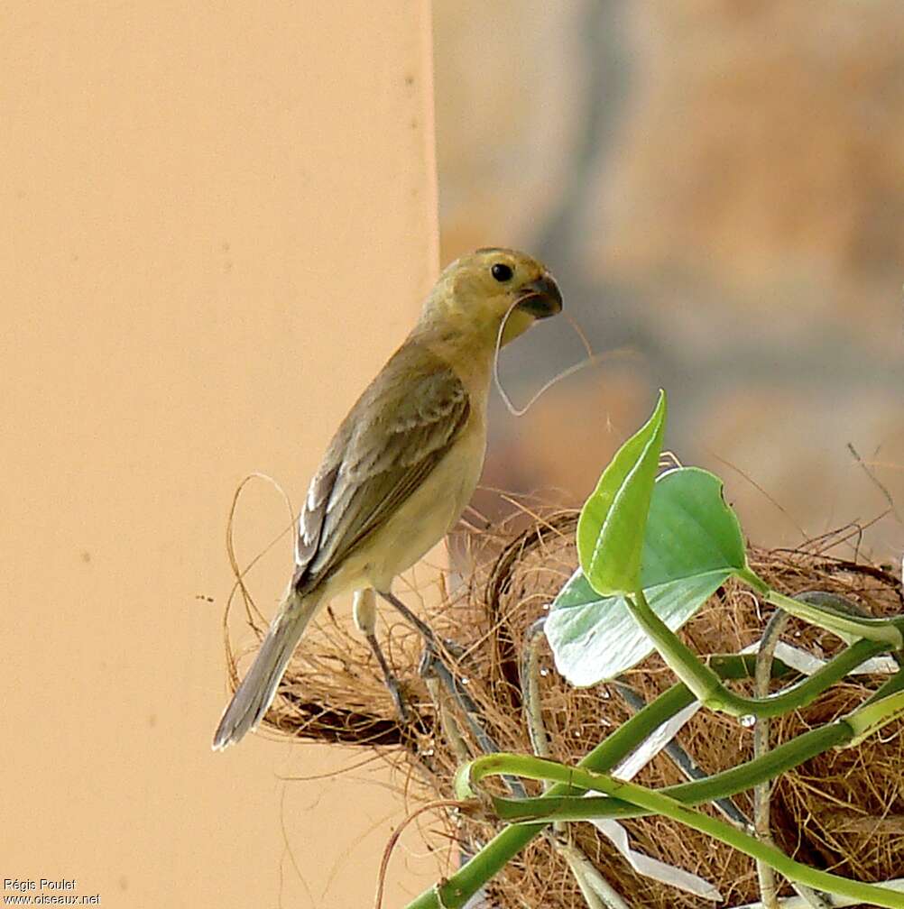 Plumbeous Seedeater female adult, Reproduction-nesting