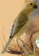 Plumbeous Seedeater