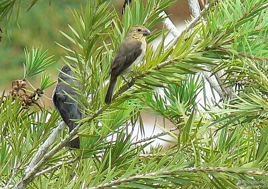 Plumbeous Seedeater adult