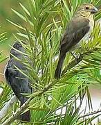 Plumbeous Seedeater