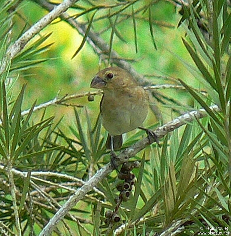 Plumbeous Seedeater female adult