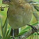Sporophile gris-de-plomb