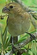 Plumbeous Seedeater