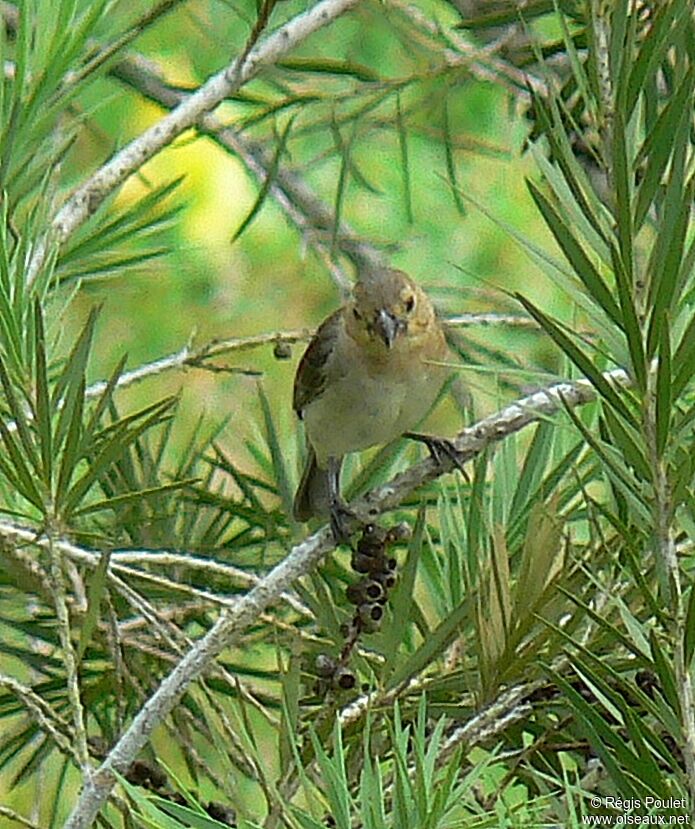 Plumbeous Seedeater female adult