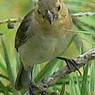 Sporophile gris-de-plomb