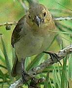 Plumbeous Seedeater