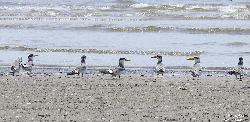 Large-billed Tern