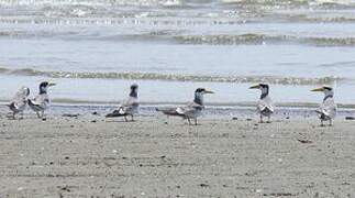 Large-billed Tern