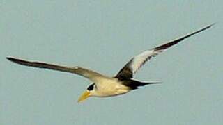 Large-billed Tern