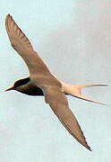 Arctic Tern