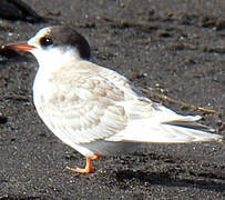 Arctic Tern