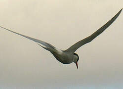 Arctic Tern