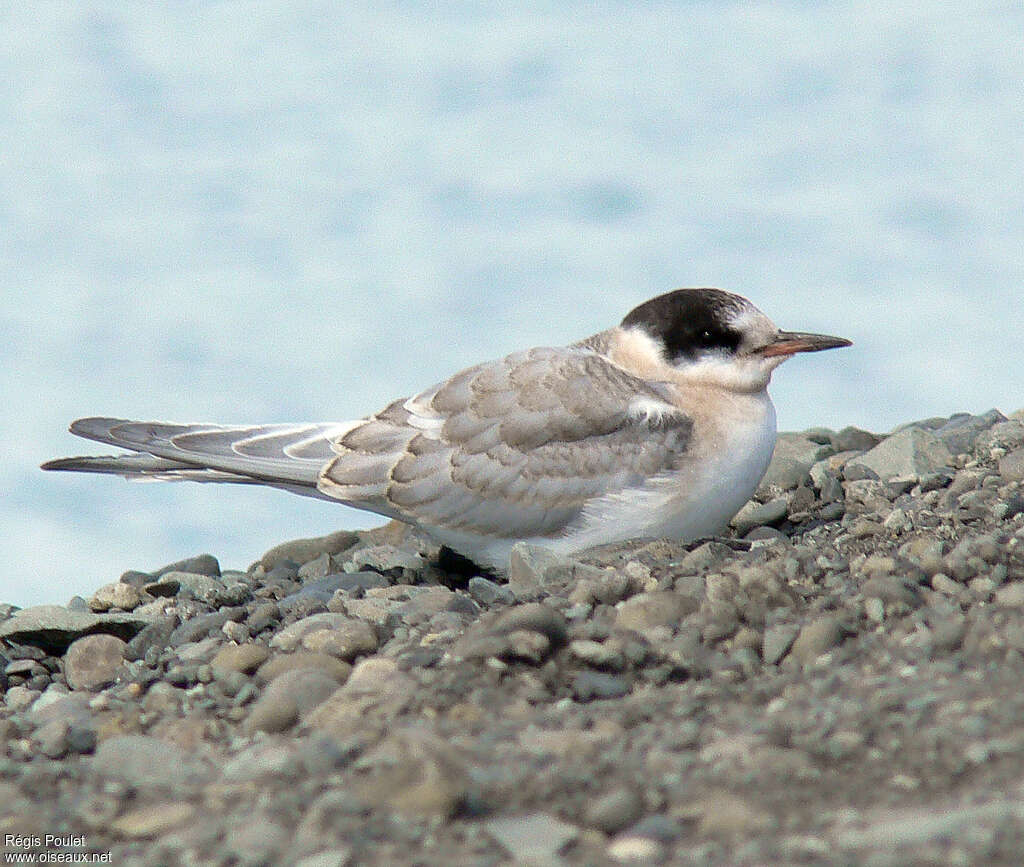 Sterne arctiquejuvénile, identification