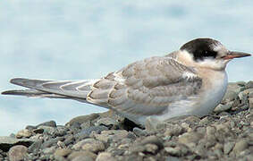 Arctic Tern