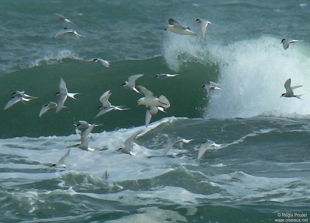 Arctic Tern