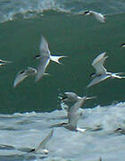 Arctic Tern