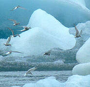 Arctic Tern