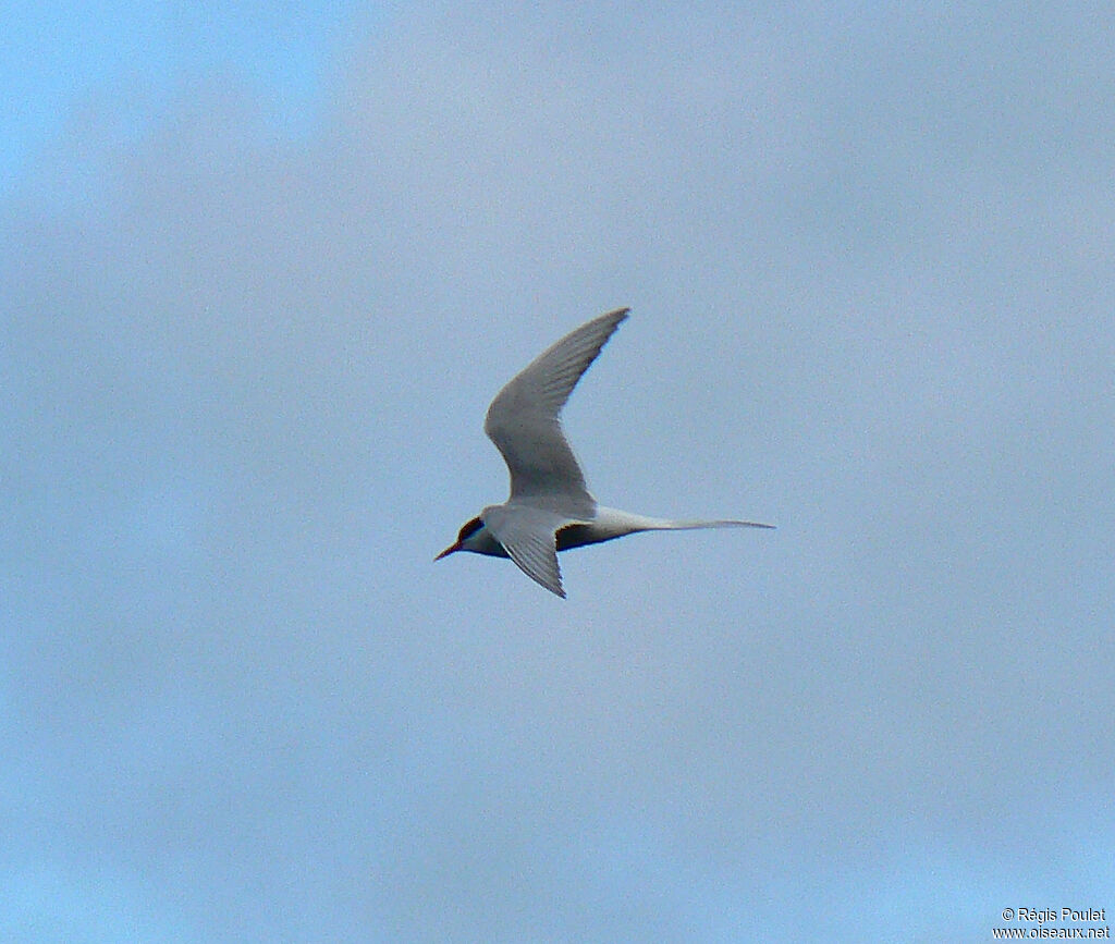 Arctic Ternadult breeding, Flight