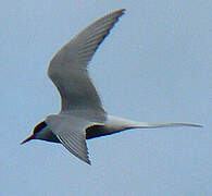 Arctic Tern