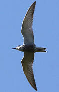 Common Tern