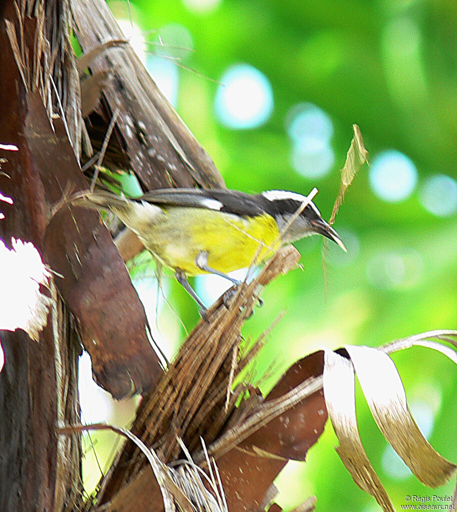 Bananaquit